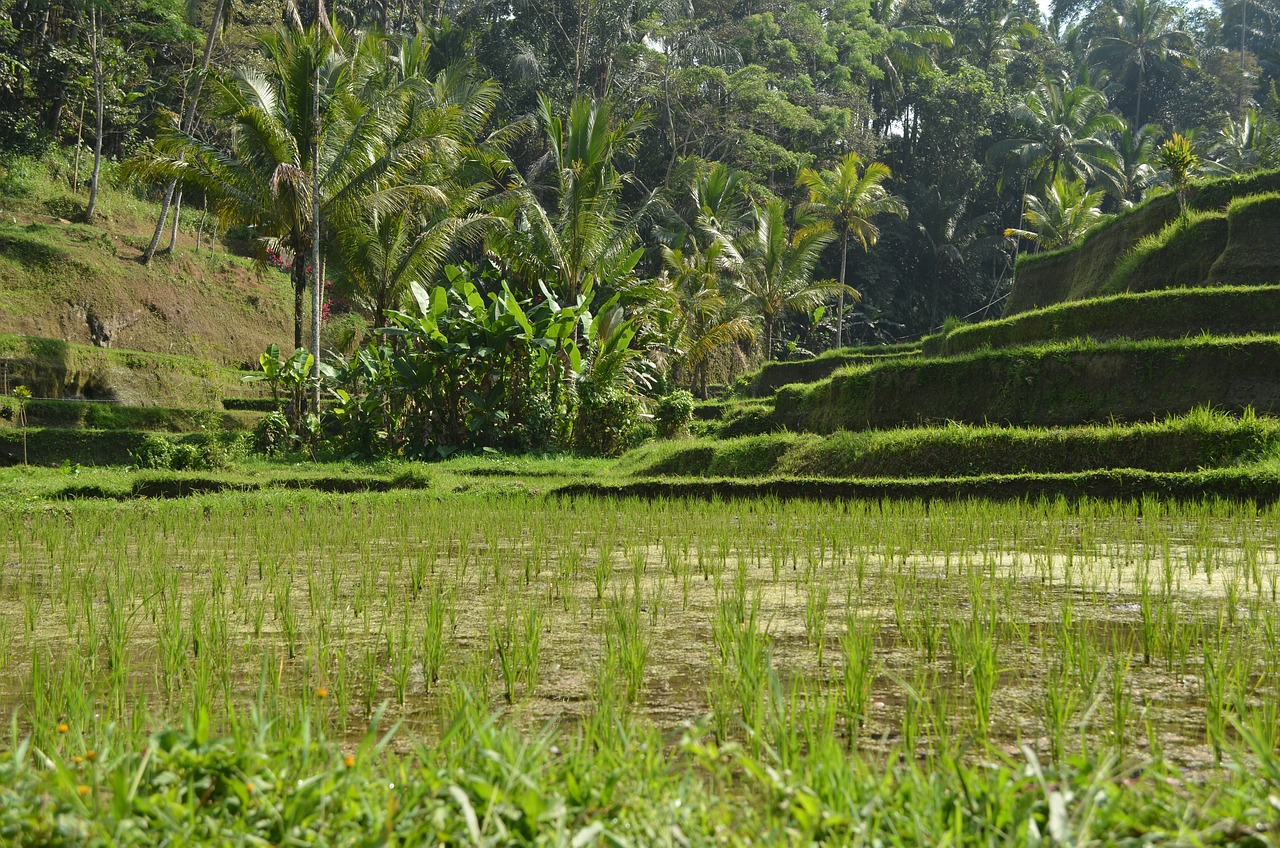 Tour di Bali