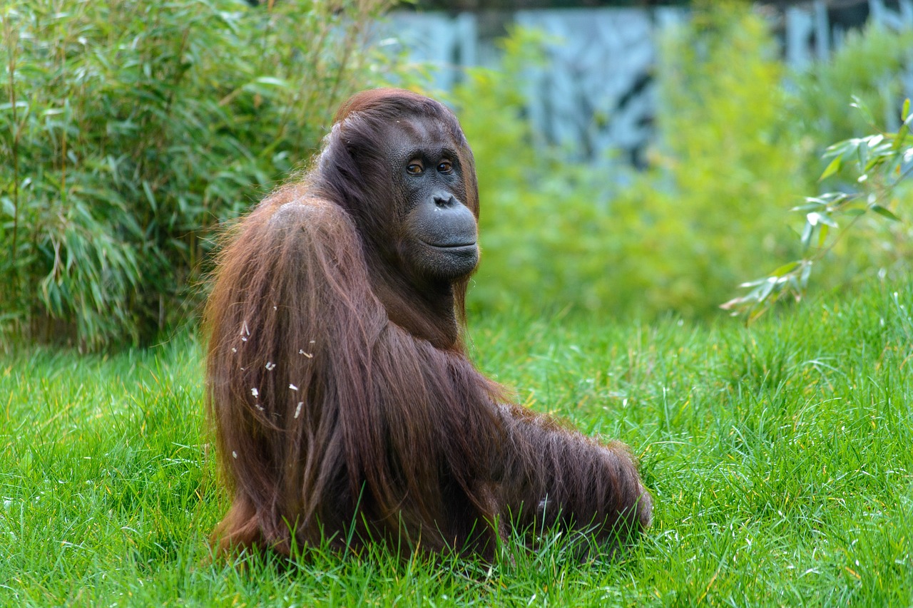 Jakarta - Pangkalan Bun - Parco Nazionale degli Orangutan