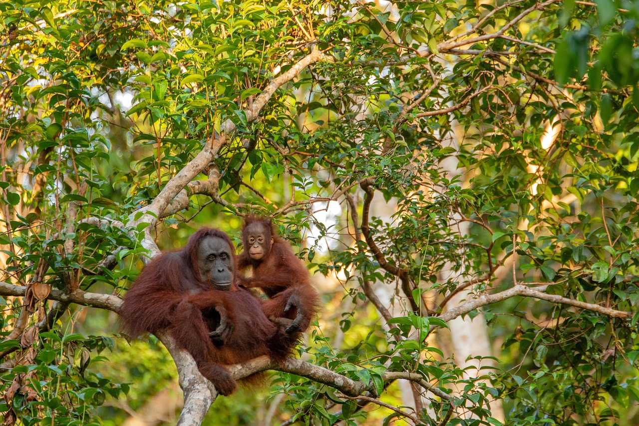 Pondok Tanggui - Camp Leakey