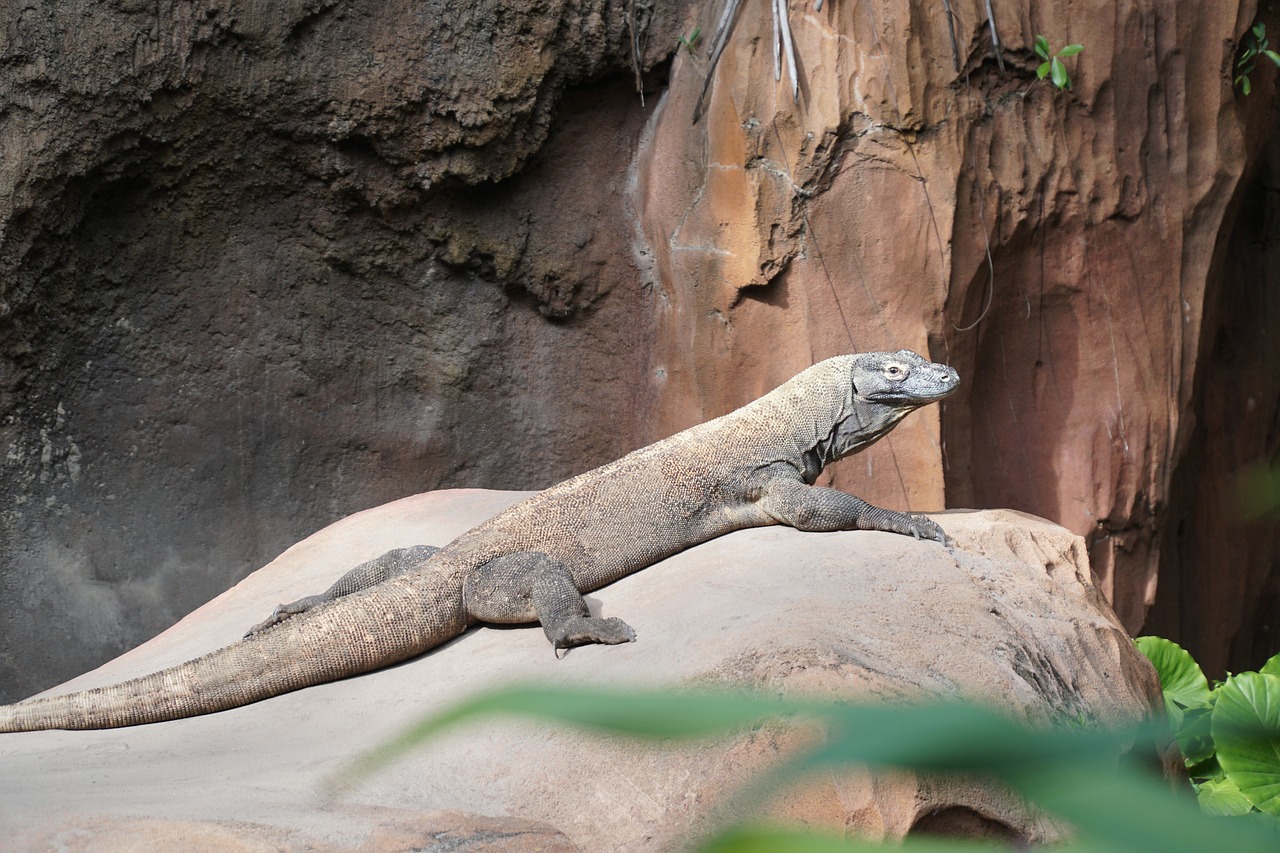 Tour di Komodo