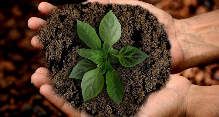 Mani che sorreggono terra e una giovane pianta